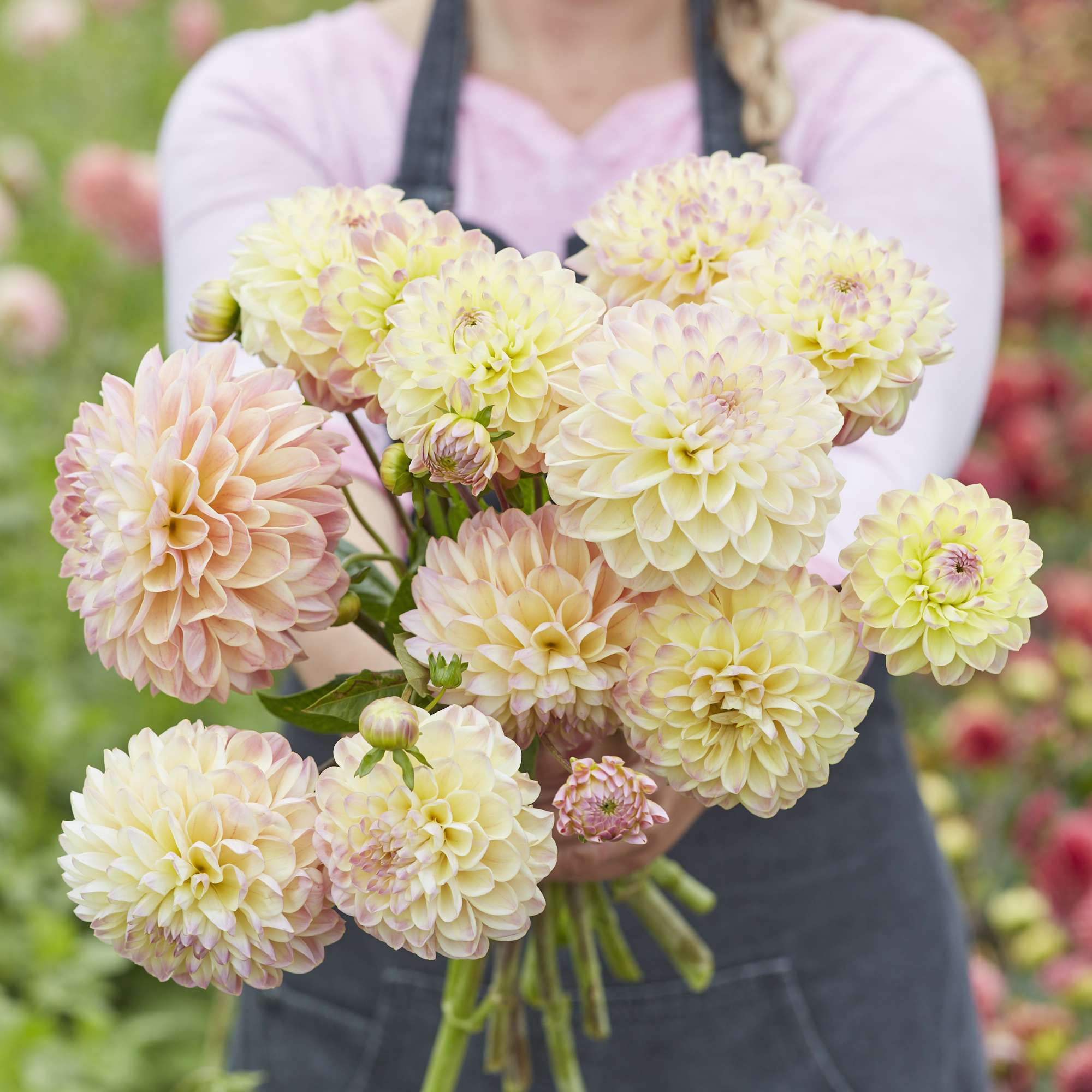 Dahlia 'Hapet Pastel'